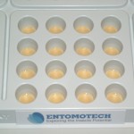 ENTOMOASSAY