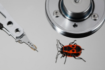 Insect Backup and Startup